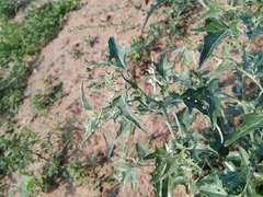 Atriplex aucheri