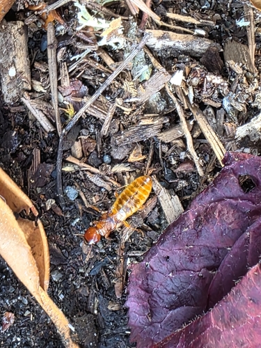 Pacific Dampwood Termite photo 5