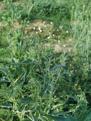 Atriplex aucheri
