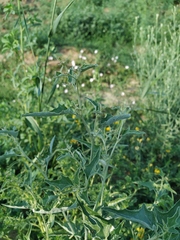 Atriplex aucheri