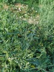 Atriplex aucheri
