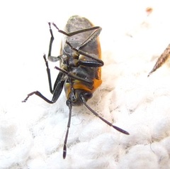 Ochrimnus lineoloides
