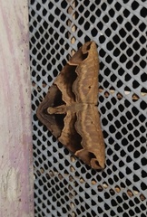 Poaphilini
