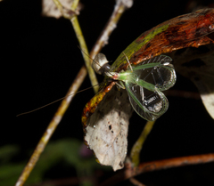 Oecanthus varicornis