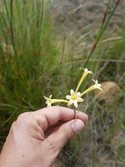 Cyrtanthus ochroleucus