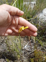 Cyrtanthus ochroleucus