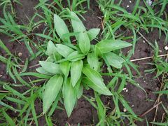 Typhonium roxburghii