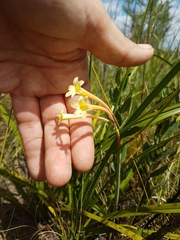 Cyrtanthus ochroleucus