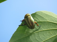 Pelidnota testaceovirens