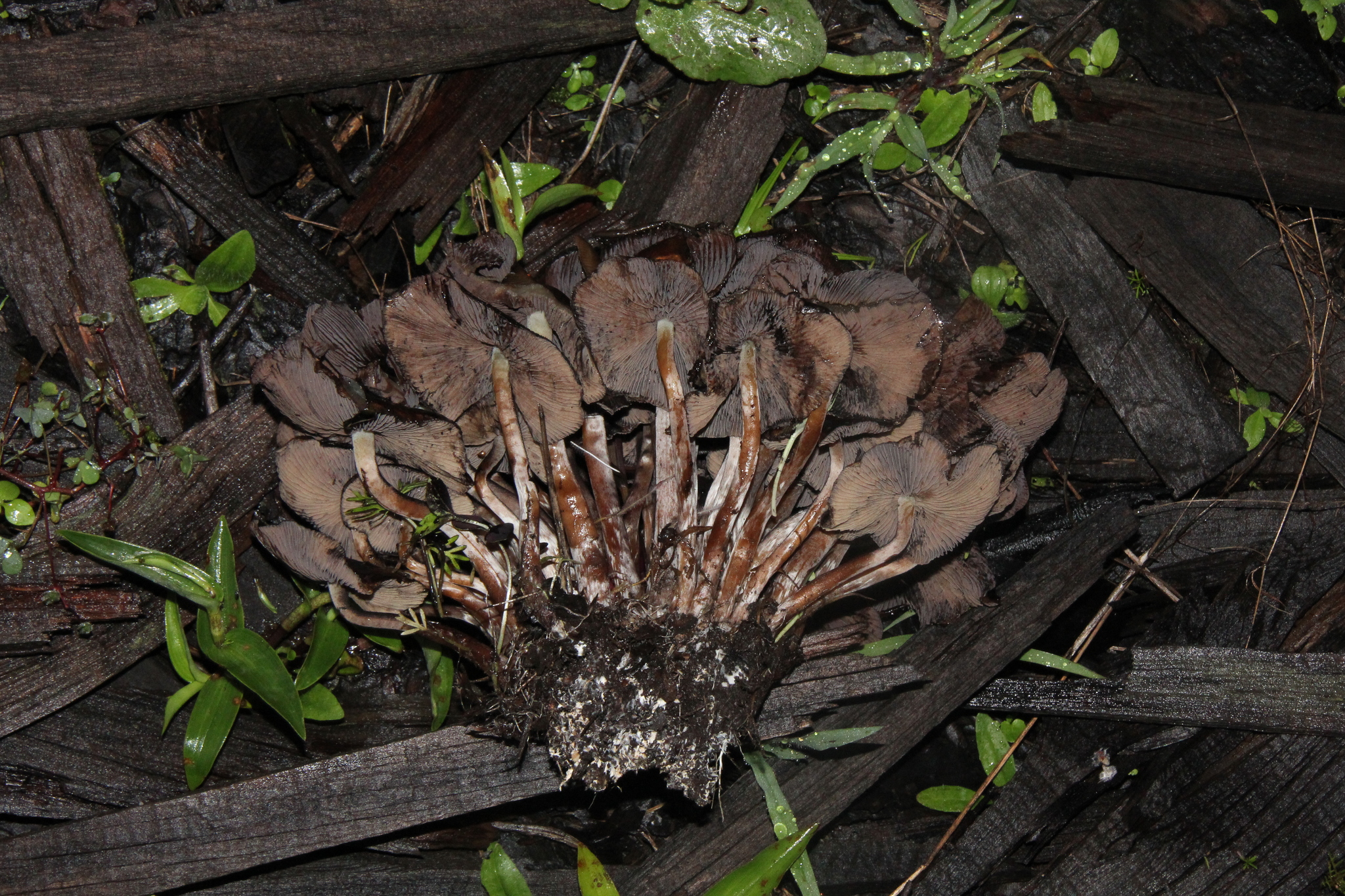 Psilocybe caerulescens image
