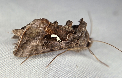 Common Looper Moth photo 3