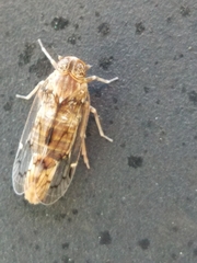 Melanoliarus slossonae