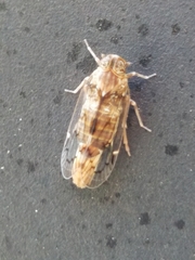 Melanoliarus slossonae