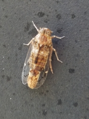 Melanoliarus slossonae