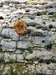 Fuscoporia ferruginosa
