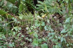 Mikania scandens image
