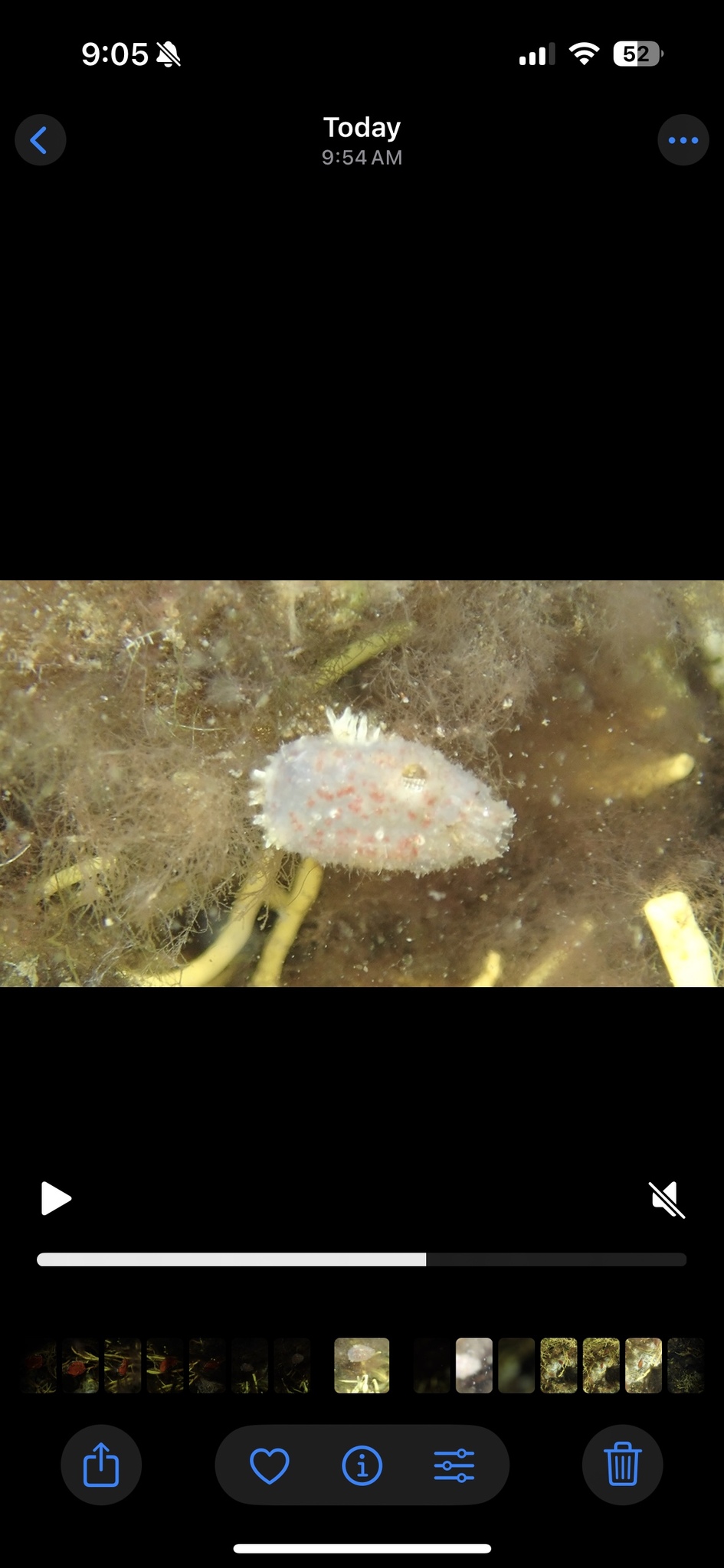 Ascidiella aspersa (Müller, 1776)