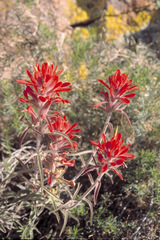 Castilleja lanata