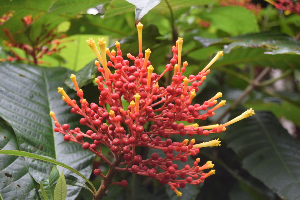 Isertieae