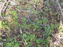 Thamnophis errans