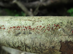 Nectria pseudotrichia