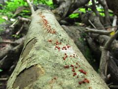 Nectria pseudotrichia