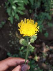 Sonchus wightianus
