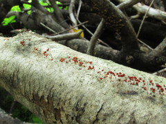 Nectria pseudotrichia