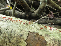 Nectria pseudotrichia