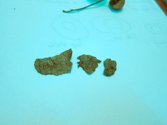 Nectria pseudotrichia