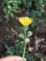 Sonchus wightianus