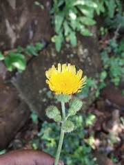 Sonchus wightianus