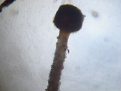 Nectria pseudotrichia