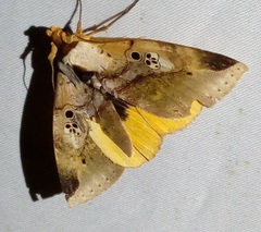 Amphoraceras rothschildi