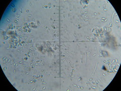 Nectria pseudotrichia