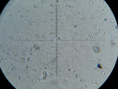 Nectria pseudotrichia