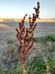 Rumex patientia orientalis