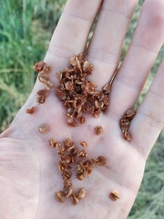 Rumex patientia orientalis