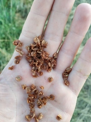 Rumex patientia orientalis