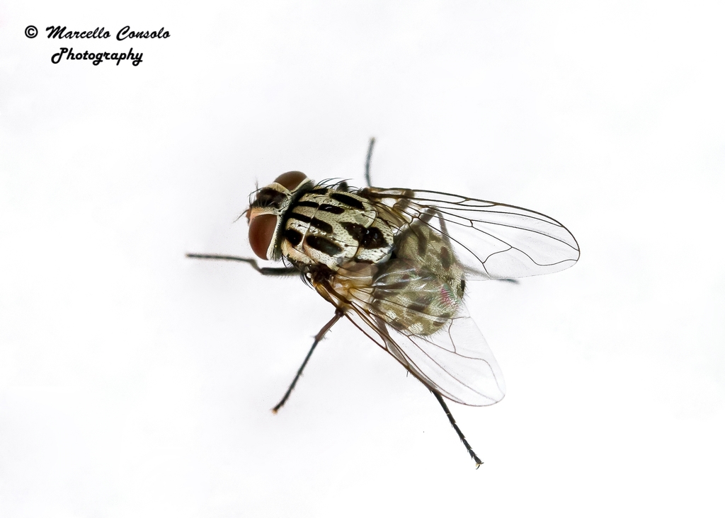 Graphomya maculata, photo 1 of 10