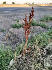 Rumex patientia orientalis