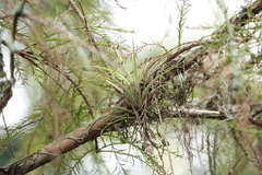 Tillandsia fasciculata