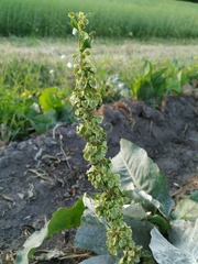 Rumex patientia orientalis
