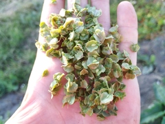 Rumex patientia orientalis