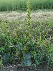 Rumex patientia orientalis