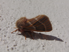 Hemileuca rubridorsa