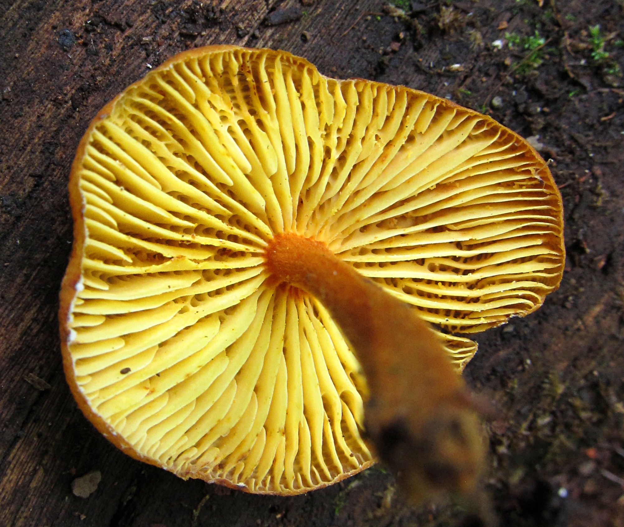 Xeromphalina tenuipes image