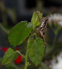 Phaedrotettix