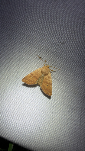 Bicolored Sallow (Sunira bicolorago)