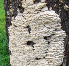 Trametes membranacea